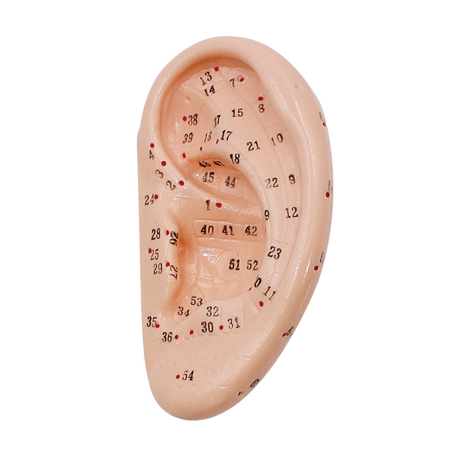 Akupunkturmodell Ohr