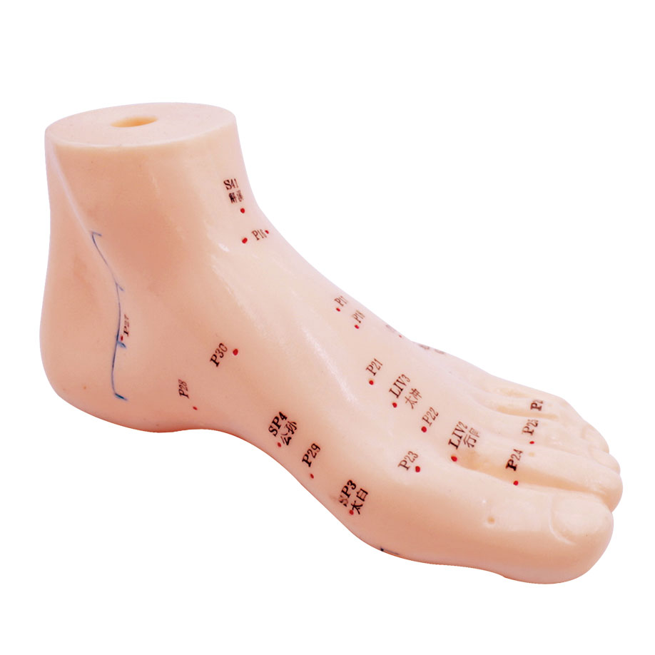 Akupunkturmodell Fuß