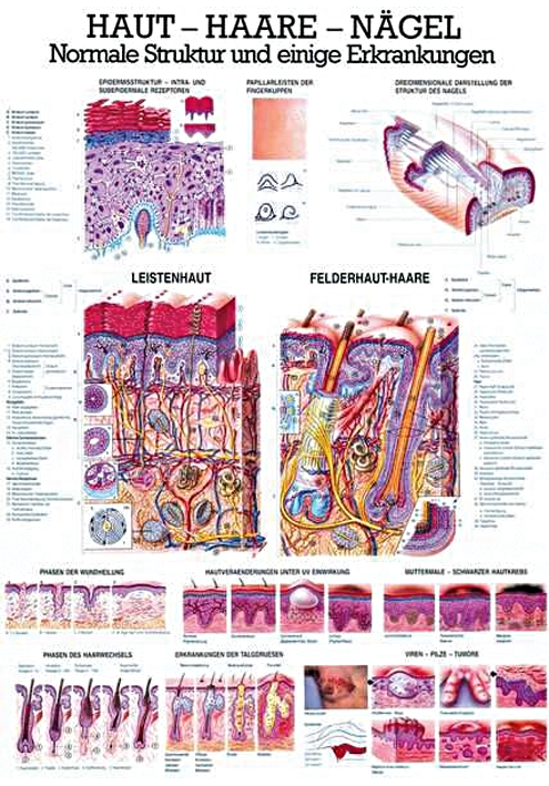 anat. Lehrtafel: Haut - Haare - Nägel 70 x 100 cm, Papier