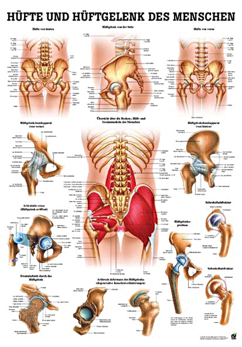 anat. Lehrtafel: Hüfte & Hüftgelenk 70 x 100 cm, Papier