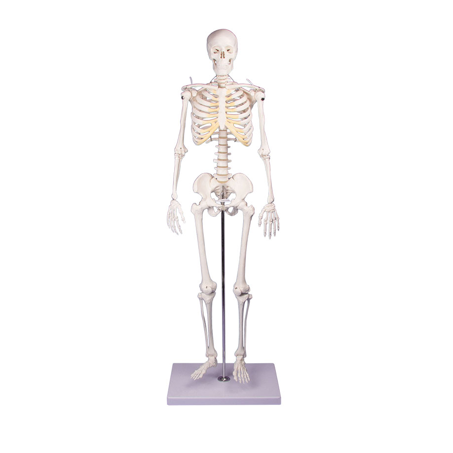 Miniatur-Skelett ''Tom''