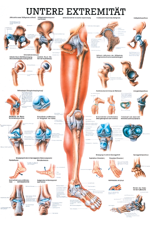 anat. Mini-Poster: untere Extremität 24 x 34 cm, laminiert