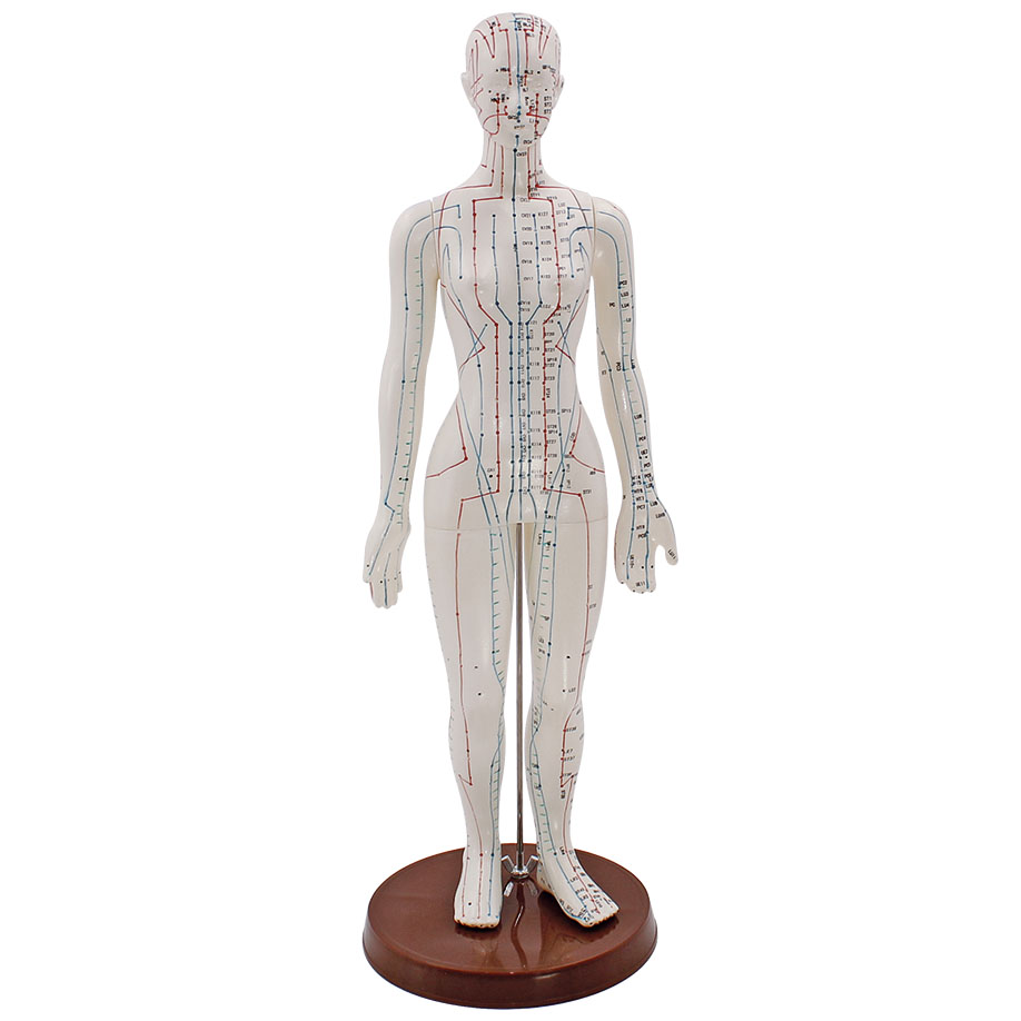 Akupunkturmodell Frau