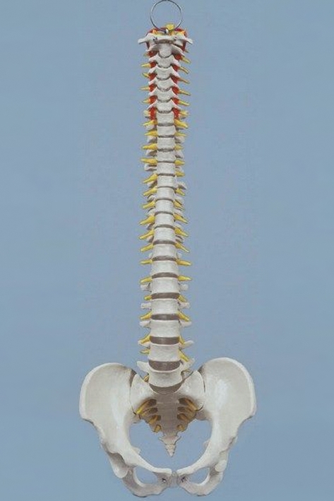 Mini-Wirbelsäule mit Stativ