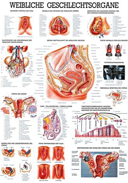 anat. Lehrtafel: Weibl.Geschlechtsorgane 70 x 100 cm, Papier