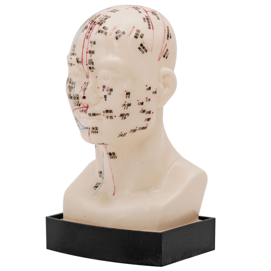 Akupunkturmodell Kopf