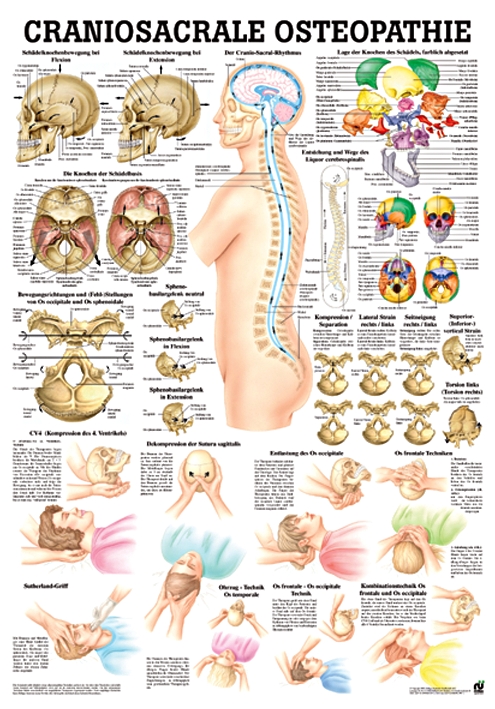 anat. Lehrtafel: Craniosacrale Osteopathie 70 x 100 cm, laminiert
