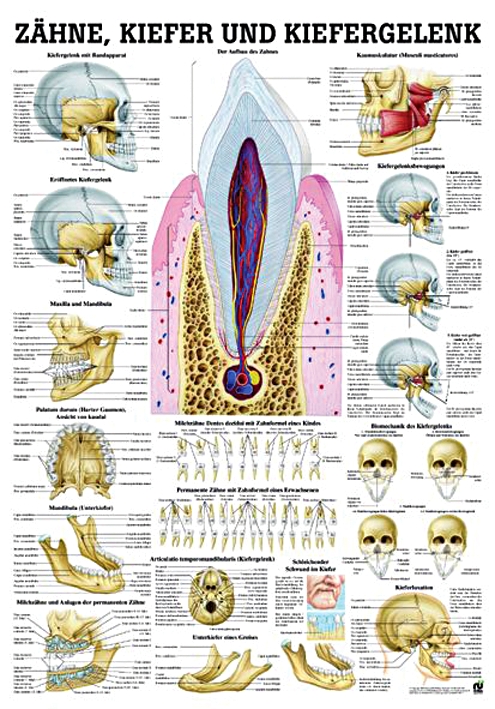 anat. Lehrtafel: Zähne & Kiefergelenk 70 x 100 cm, Papier
