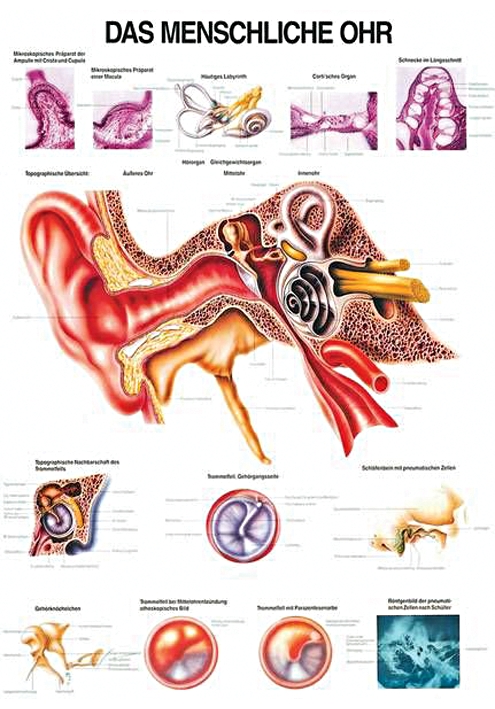 anat. Lehrtafel: Das menschliche Ohr 70 x 100 cm, Papier