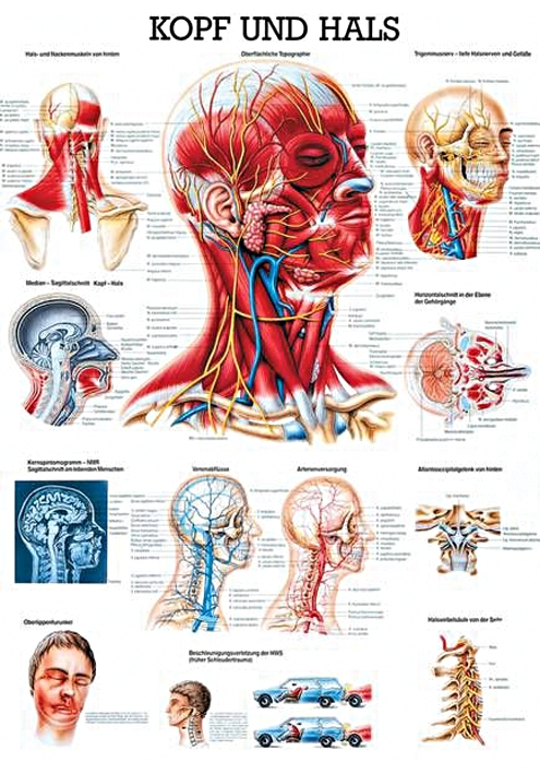 anat. Lehrtafel: Kopf und Hals 70 x 100 cm, Papier